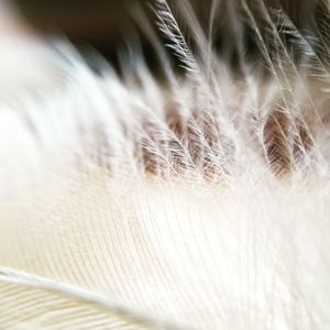 Close-up of feather