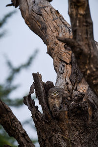 Close-up of lizard on tree trunk