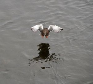 High angle view of seagulls flying over lake