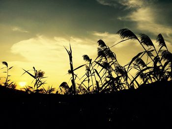 Low angle view of silhouette plants against sky