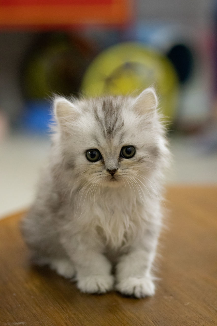 CLOSE-UP PORTRAIT OF A CAT WITH EYES CLOSED