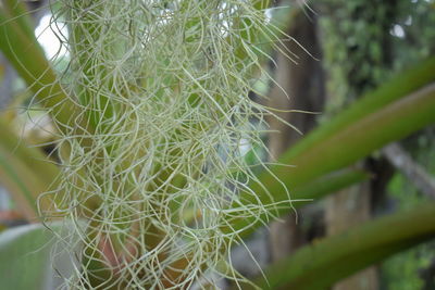 Close-up of plant