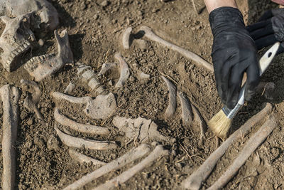 High angle view of man cleaning human skeleton outdoors