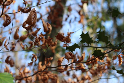 Low angle view of plant against sky