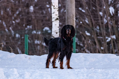 Dog on snow covered trees during winter