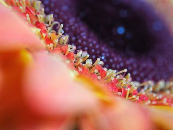 Close-up of caterpillar on leaf
