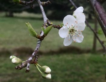 Cherry blossoms in spring