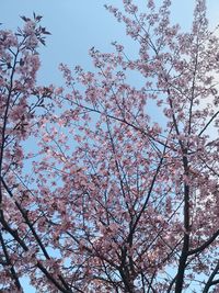 Low angle view of flowering tree against sky