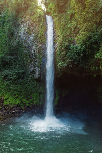 Scenic view of waterfall in forest