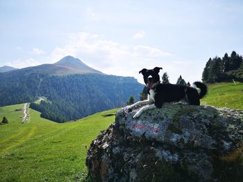 View of dogs on mountain against sky