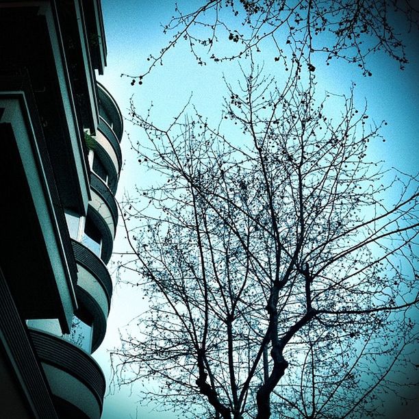 low angle view, bare tree, tree, branch, building exterior, architecture, built structure, silhouette, clear sky, blue, sky, tree trunk, outdoors, nature, no people, tower, tall - high, building, day, growth