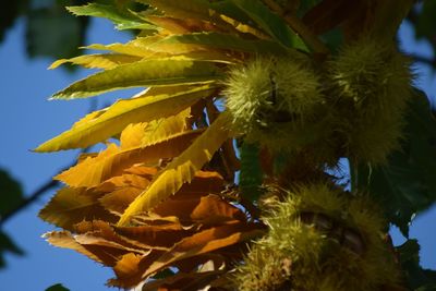 Close-up of yellow flowering plant