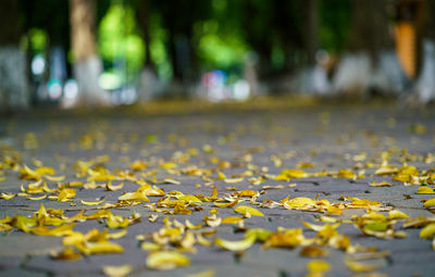 Close-up of autumn leaves on street