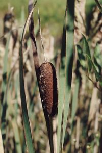 Close-up of dead plant