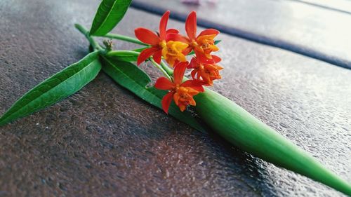 Close-up of plant