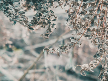 Close-up of dried plant