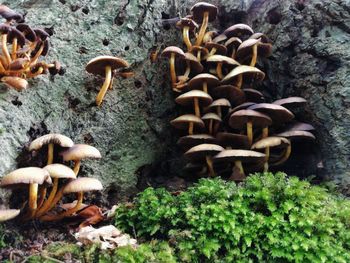 Close-up of mushrooms on field