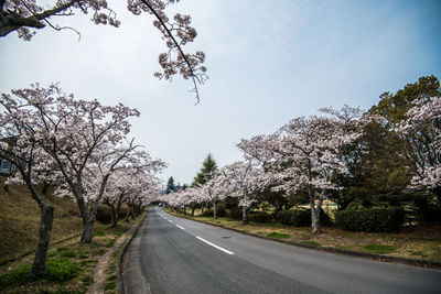 View of flowering cherry trees by road against sky