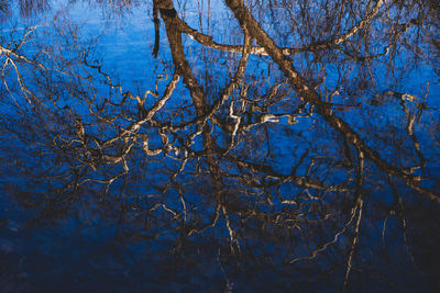 Low angle view of bare trees against blue sky