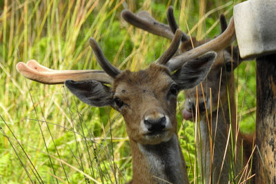 Portrait of deer on field