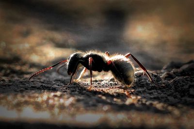 Close-up of insect on leaf