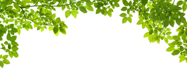 Low angle view of tree against clear sky