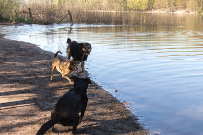 Dog running in lake