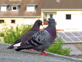 Close-up of pigeons perching on a building