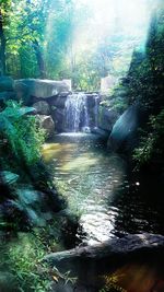 River flowing through forest