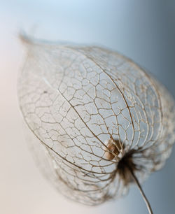 Close-up of dry leaf against white background