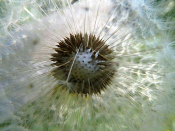 Close-up of dandelion