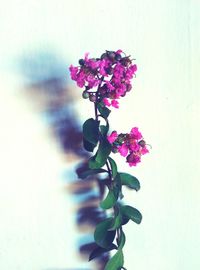 Close-up of purple flowers blooming outdoors