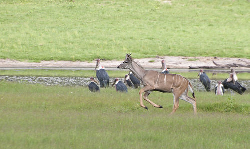 Horses running in a field