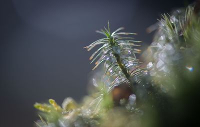 Close-up of plant