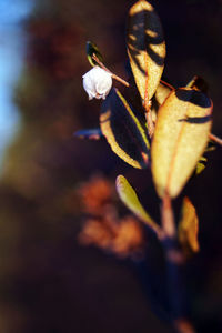 Close-up of flowers