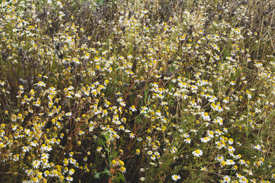 Real chamomile, matricaria chamomilla, bloom in a grain field.