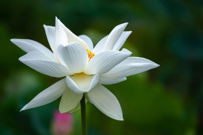 Close-up of white flowering plant