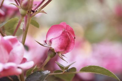 Close-up of pink flowering plant