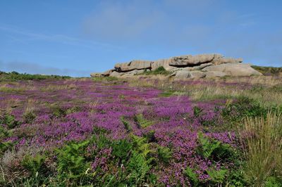 Purple flowering plants on land against sky