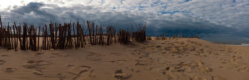 Panorama of branches on the beach as a windshield to create dunes with a lot of footsteps
