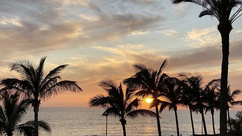 Palm trees on beach against sky during sunset