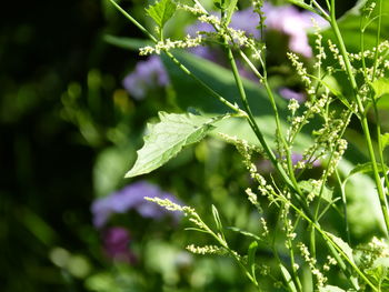 Close-up of purple flowering plant