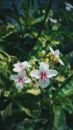 Close-up of white flowers