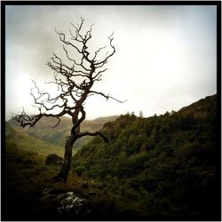 Bare tree on landscape against sky