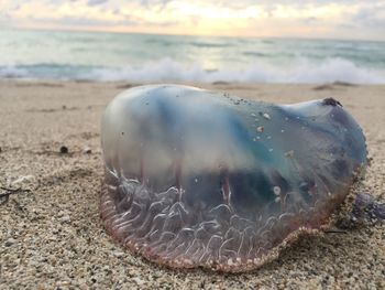 Close-up of dead jellyfish at beach