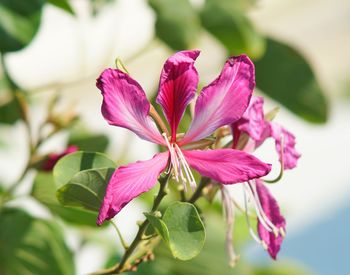 Close-up of pink flowering plant