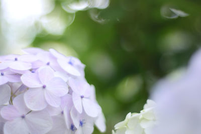 Close-up of white hydrangea flowers