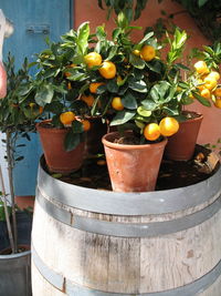 Close-up of potted plant