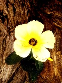 Close-up of yellow flowering plant