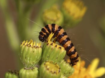 Close-up of insect pollinating on flower